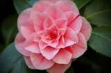 Camelia: características y cuidados de esta planta