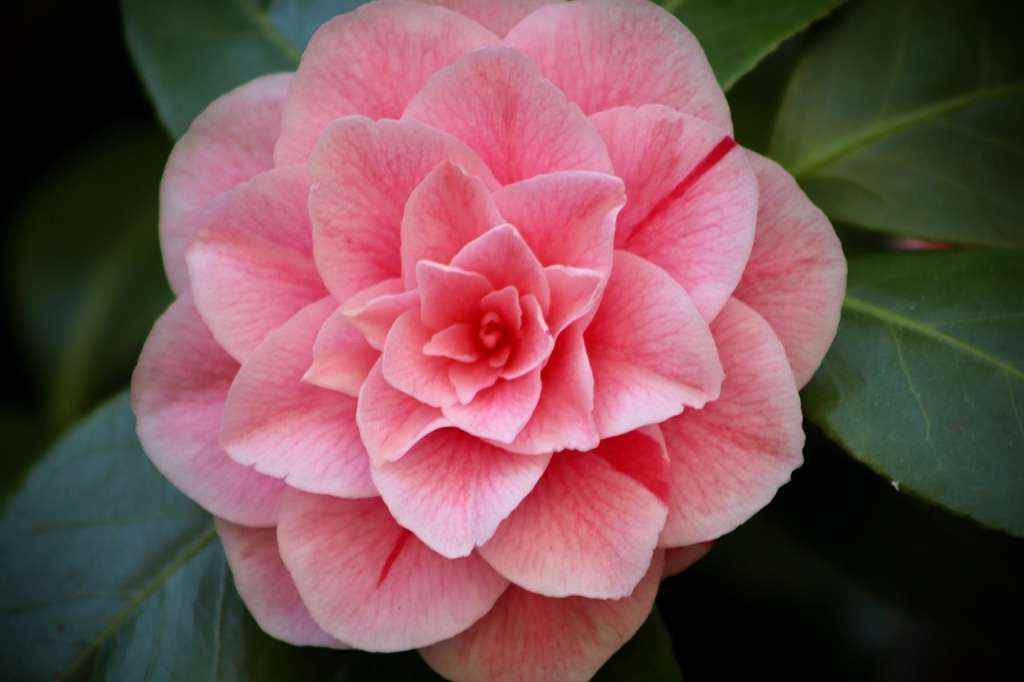 Pueden crecer como arbustos o pequeños árboles y son populares en jardines debido a su elegancia y a que florecen en invierno o principios de la primavera