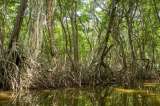 Colombia se apoya en el ecoturismo para preservar su santuario de aves