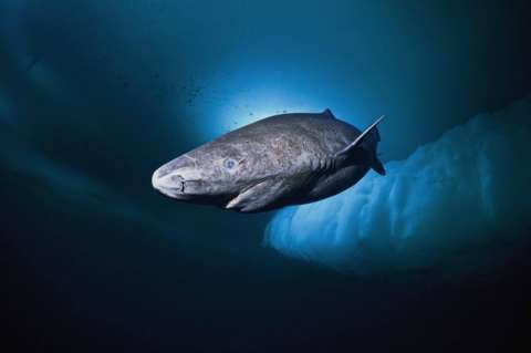 ¿Por qué los tiburones de Groenlandia viven hasta 400 años? La respuesta puede estar en su ADN
