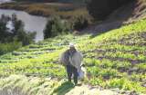 ¿Qué pasará con el campo tras la victoria del No?