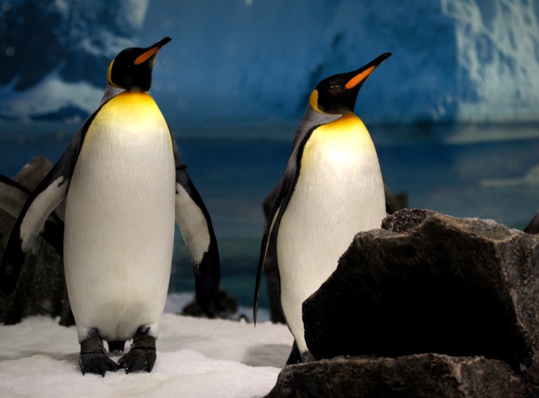 Mueren, al parecer, los primeros pingüinos en la Antártida por gripe aviar