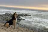 La historia de Vaguito, el perro que esperaba frente al mar a su dueño fallecido
