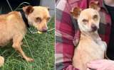 Chihuahua que vivió años encadenado ahora duerme arropado en su nuevo hogar