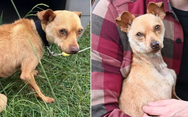 Chihuahua que vivió años encadenado ahora duerme arropado en su nuevo hogar
