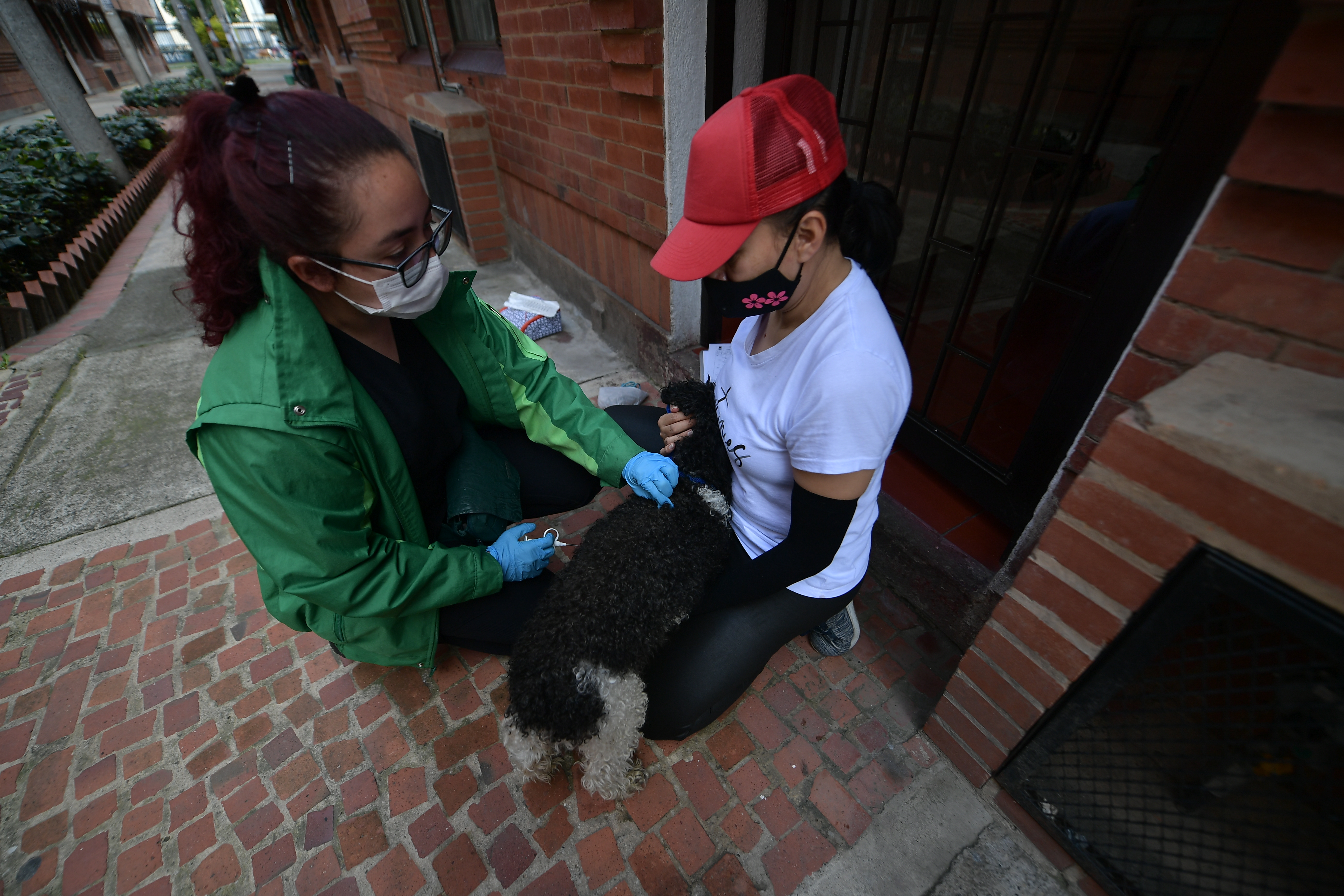 Perros rescatados por el Instituto de Protección Animal del Distrito y que ahora están en proceso de adopción