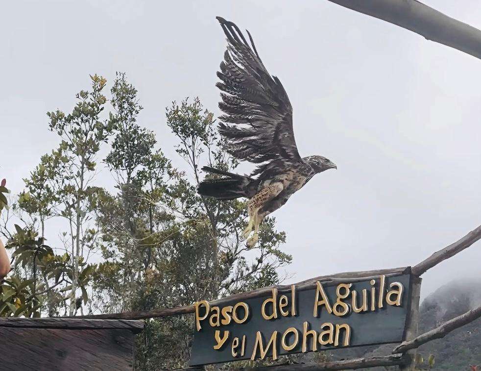 Águila de páramo atacada con perdigones se recuperó y volvió a la libertad