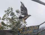 Águila de páramo atacada con perdigones se recuperó y volvió a la libertad