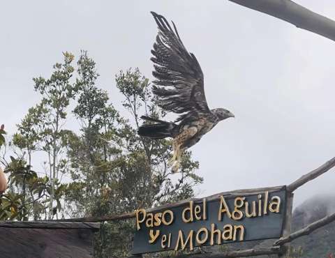 Águila de páramo atacada con perdigones se recuperó y volvió a la libertad