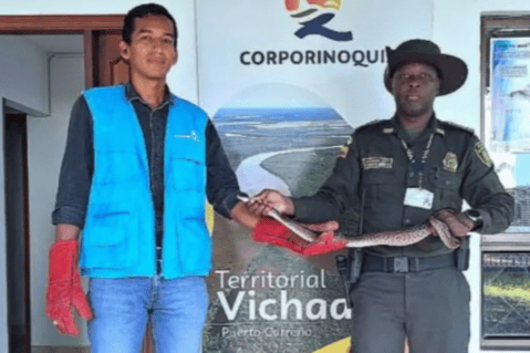 Autoridades rescataron boa constrictor que recorría las calles de Puerto Carreño