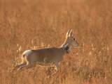 Los científicos quieren saber cómo nuestro encierro ha afectado a los animales salvajes