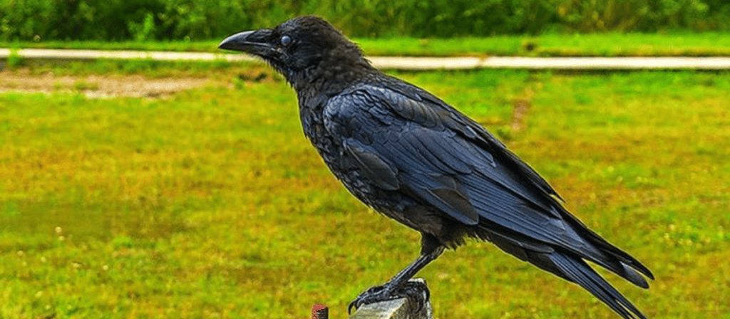 soñar con un cuervo