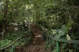 El top 10 de lugares en Colombia donde hay más plantas útiles amenazadas