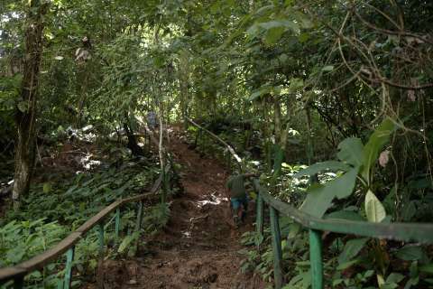 El top 10 de lugares en Colombia donde hay más plantas útiles amenazadas