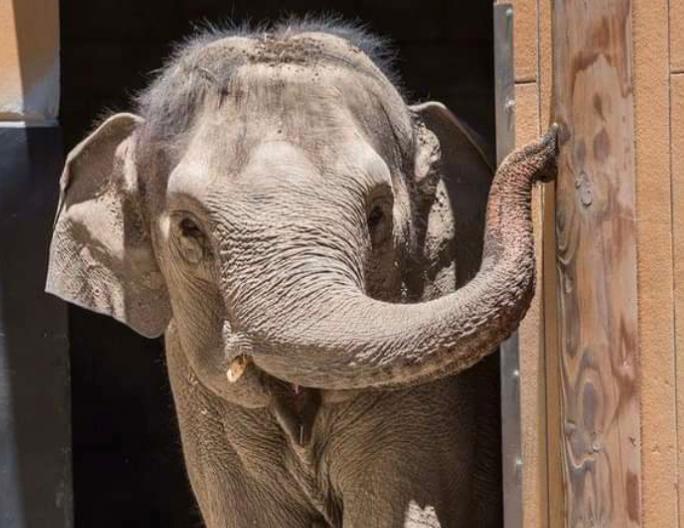 Zoológico sacrifica a elefante de 53 años, el segundo en casi un año, ¿qué pasó?