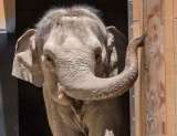 Zoológico sacrifica a elefante de 53 años, el segundo en casi un año, ¿qué pasó?