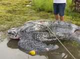 Rescatan gigantesca tortuga laúd que había quedado atrapada en una finca de Córdoba