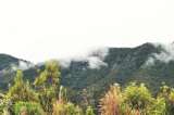 Tesoros bajo los bosques de niebla