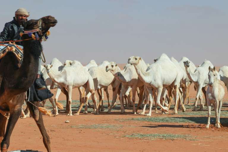 Saudi herder Mansour al-Qatula is pictured next to his animals during the annual King Abdulaziz Camel Festival in Rumah desert, northeast of the Saudi capital Riyadh, on January 10, 2023. - Qatula uses a mode of communication with camels, known as Alheda'a which was recently inscribed on UNESCO's list of intangible cultural heritage, highlighting the deep traditional connection between camels and inhabitants of the Arabian Peninsula. (Photo by Fayez Nureldine / AFP)