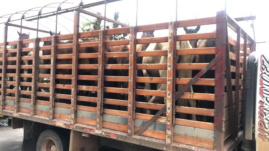 Caballos dentro de un camión