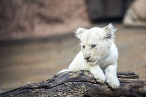 Un "cachorro milagro", el león blanco nacido en cautiverio en un zoológico de México