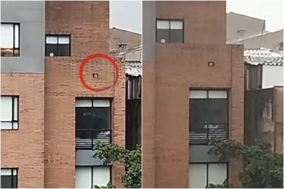 Imagen del perro en la terraza.