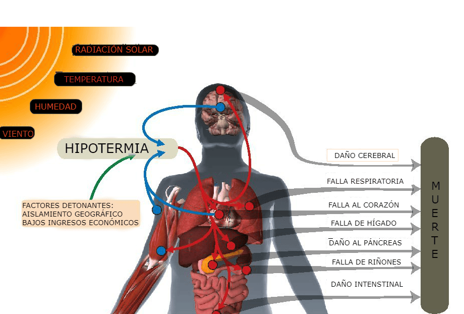 Se identificaron 27 maneras en las que el cuerpo se apaga cuando hay una sobrecarga térmica gracias a las olas de calor producto del cambio climático