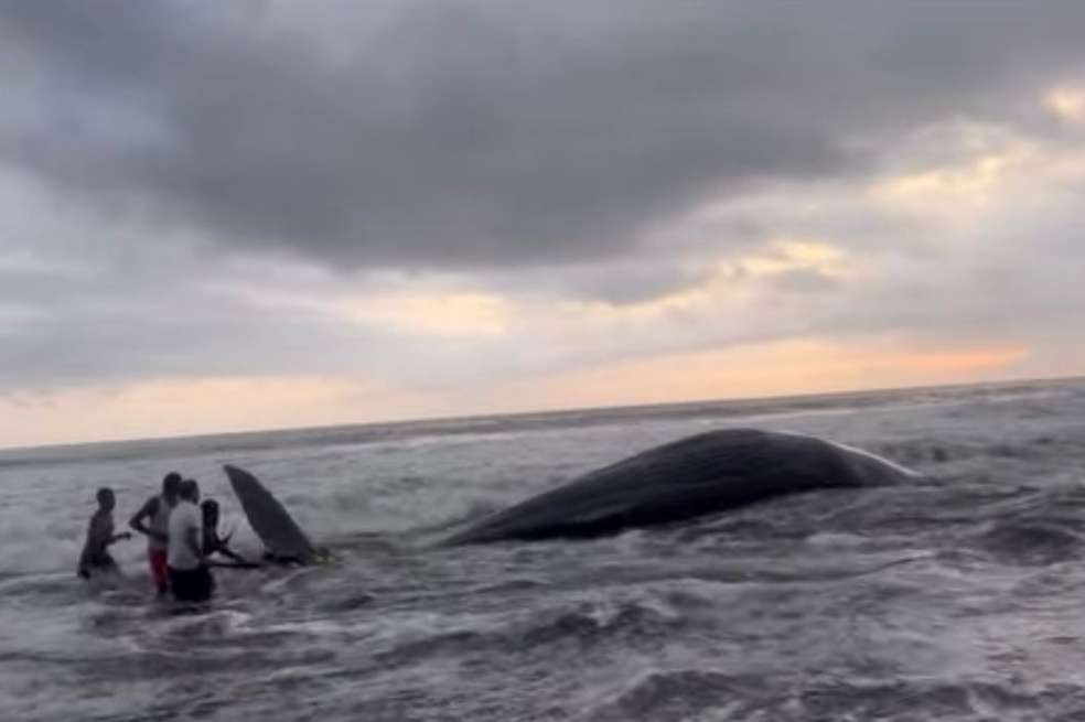 La entidad activó el protocolo de atención a enmallamientos y varamientos de fauna marina del Pacífico norte.