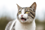¿Cuál es la raza de gato más saludable?