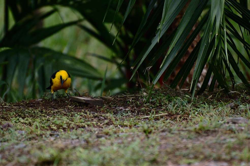Sonidos de la naturaleza que antes se escuchaban a 100 metros de distancia ahora sólo se logran percibir a diez metros de distancia. / Luis Alejandro Bernal Romero