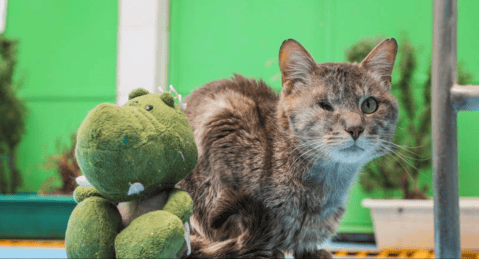 Cheshire: un gato que fue atropellado, ahora busca un hogar en Bogotá