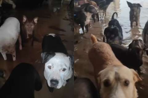 “Es una pesadilla”: refugio de animales quedó bajo el agua en España (video)