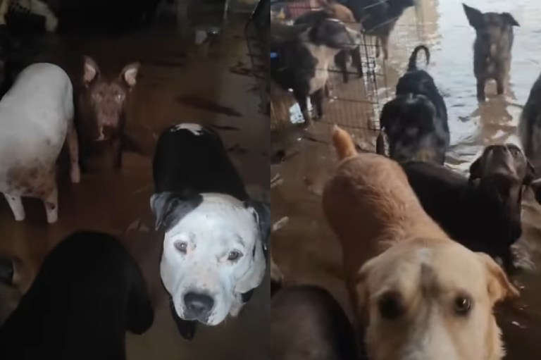 “Es una pesadilla”: refugio de animales quedó bajo el agua en España (video)