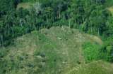 Por la tala y el uso del suelo, los bosques tropicales ahora capturan menos CO2