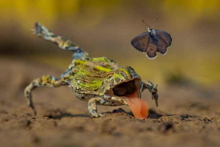 Una joven rana toro africana intenta atrapar una presa, pero no lo consigue.