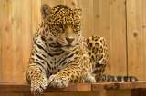 ¡No para el maltrato animal! Denuncian cruel asesinato de jaguar en el Magdalena