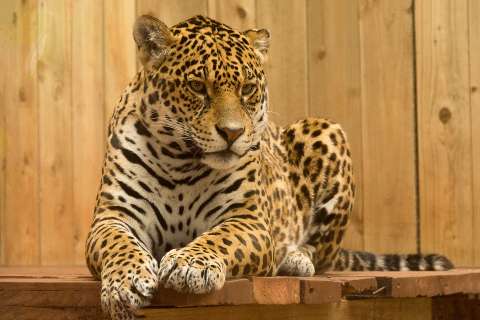 Así buscan llevar de vuelta a los jaguares a Estados Unidos