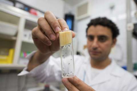 OMS "confiada" en que Juegos Olímpicos serán seguros pese al zika