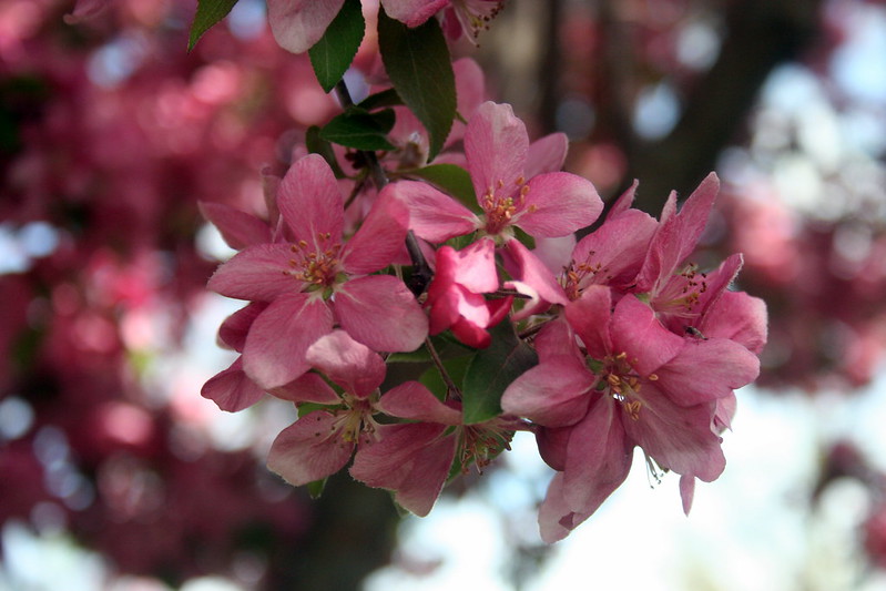 Crab apple tree in bloom