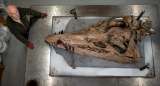 Descubrieron el cadáver de un antiguo “monstruo de mar” en Inglaterra
