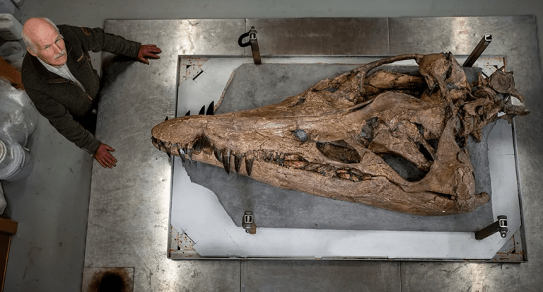 Descubrieron el cadáver de un antiguo “monstruo de mar” en Inglaterra