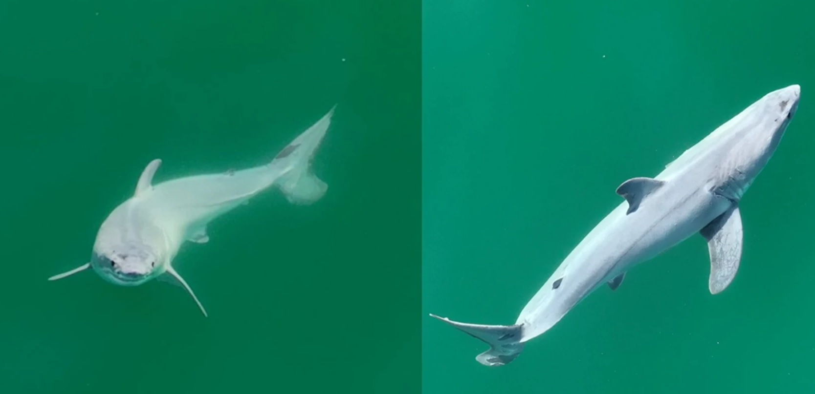 Imagen del tiburón blanco captada por los investigadores.