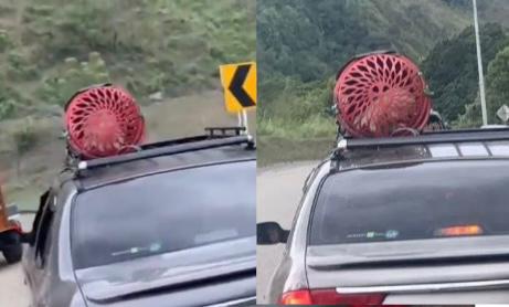 Video: indignación por viajeros que transportaron a su perro en el techo de un carro