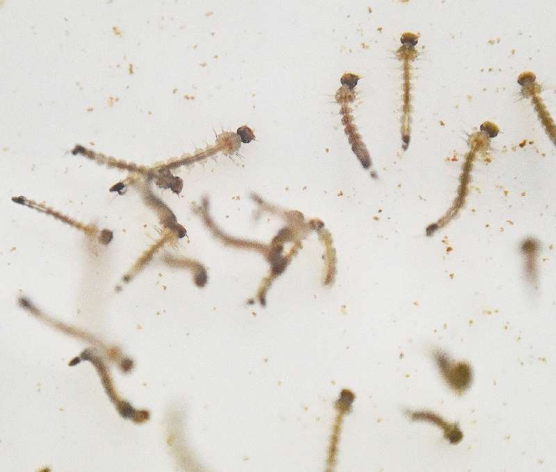 El dengue es transmitido por el mosquito Aedes aegypti, que sobrevive en recipientes que contengan agua. / AFP