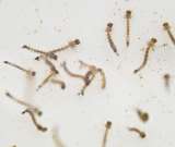 Cambio climático y dengue, una mala combinación