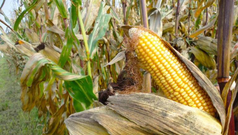 Cuba da luz verde a transgénicos en su territorio tras crisis alimentaria por coronavirus