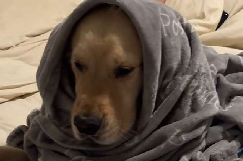 El golden retriever comparte su hogar con dos cuidadores, pero siempre elige a su papá humano como favorito.