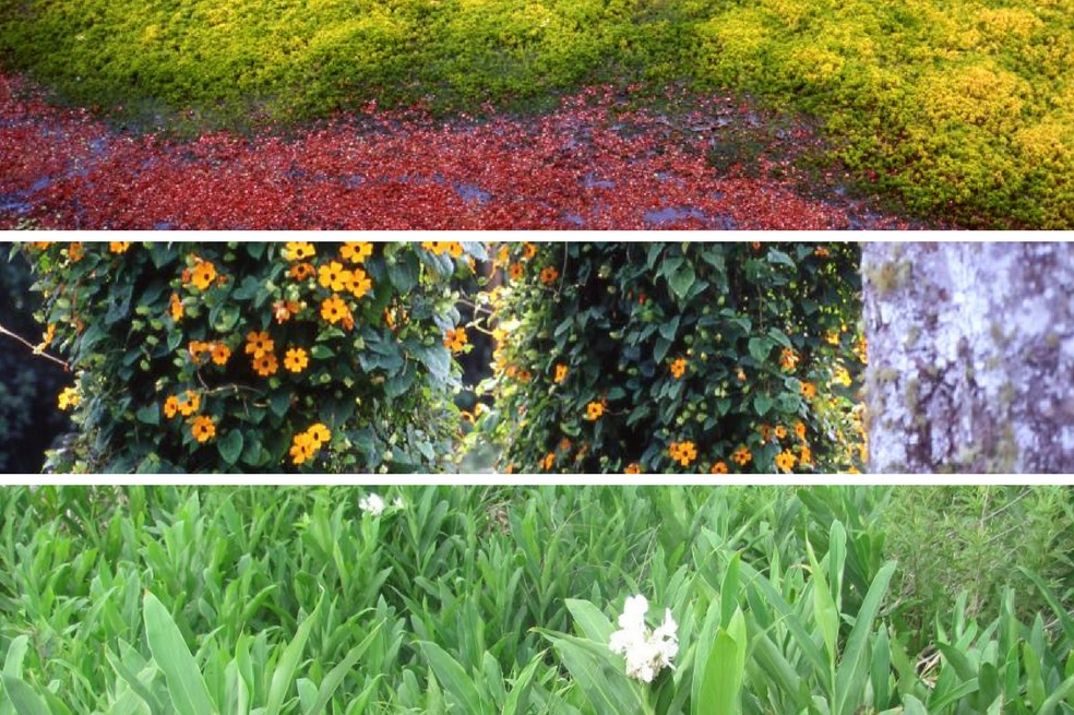 Las plantas invasoras son consideradas como la segunda causa de pérdida de la biodiversidad en los ecosistemas terrestres, marinos y de agua dulce y la primera en los territorios insulares. / Crédito de arriba hacia abajo: Francisco Nieto Montaña, Dairon Cárdenas, Cesár Duque.