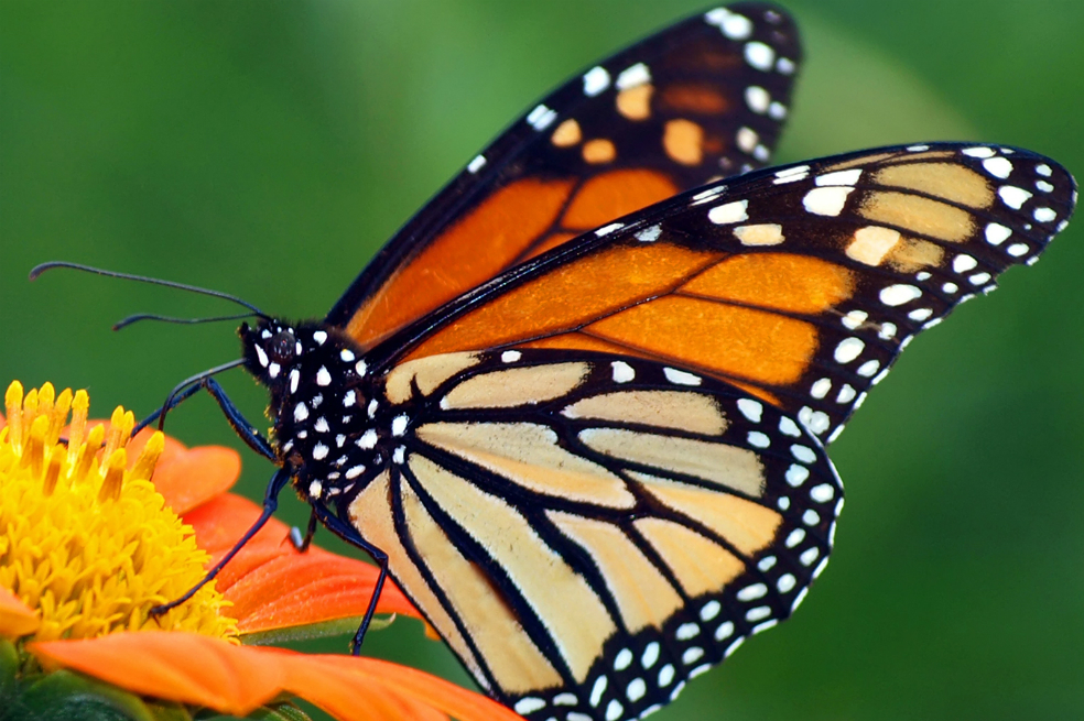 ROYALTY FREE
Shutterstock
Stock Photo:
Monarch Butterfly on a Mexican Sunflower
Image ID: 57609622
Release information: N/A
Copyright: James Laurie
Keywords:
appealing, attractive, beautiful, beauty,black, bottom, butterfly, calm, color,colorful, elegant, feeding, floral, flower,garden, giant, good, gorgeous, insect,looking, lovely, magnificent, mexican,migratory, monarch, natural, nature, nice,orange, pattern, petals, pretty, queen,serenity, silence, spring, striking,stunning, summer, sunflower, sweet,tranquility, underside, wing, yel