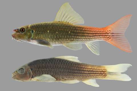 Un pez que se vende hace 20 años hasta ahora es una nueva especie para la ciencia